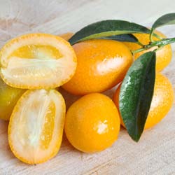 Citrus fortunella